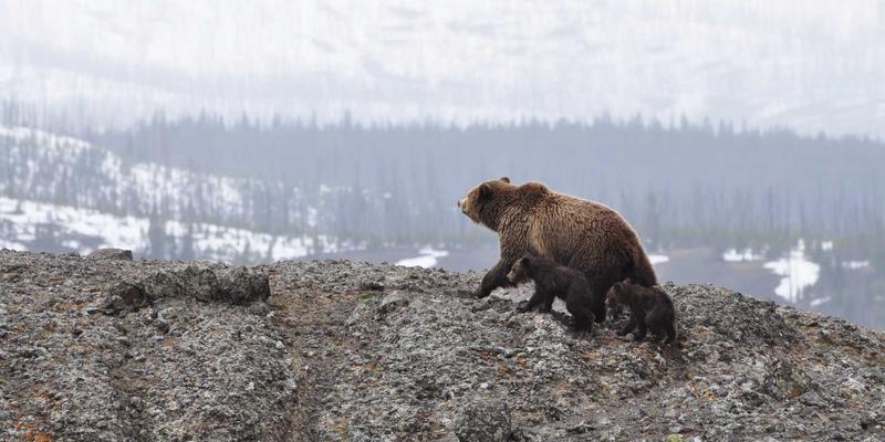pinn-fundamentals-practice