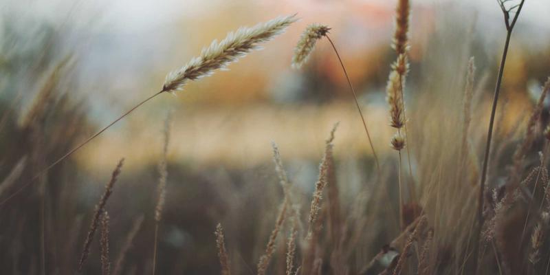 graph-neural-mesh-theory