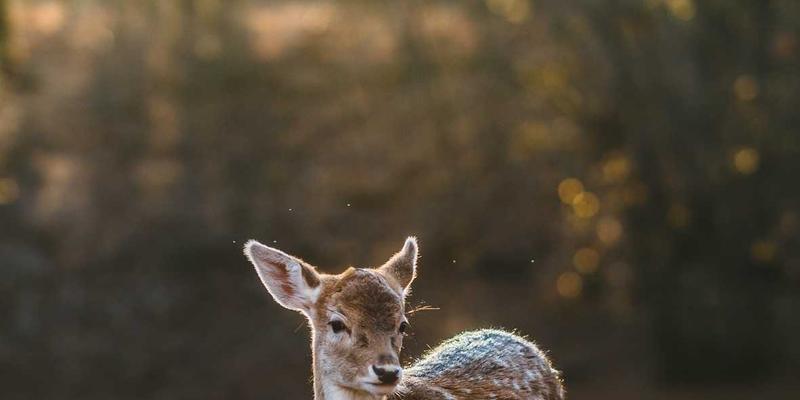 co-simulation-mpcci-troubleshoot