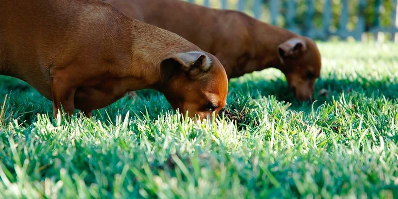 ampere-law-troubleshoot