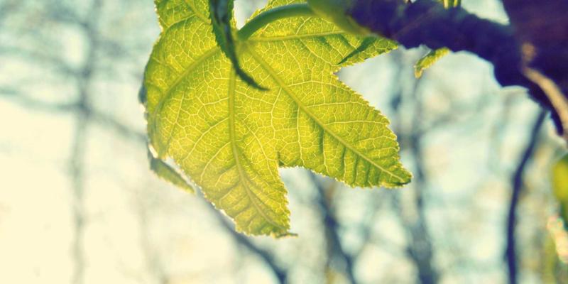 containerized-sim-vendor