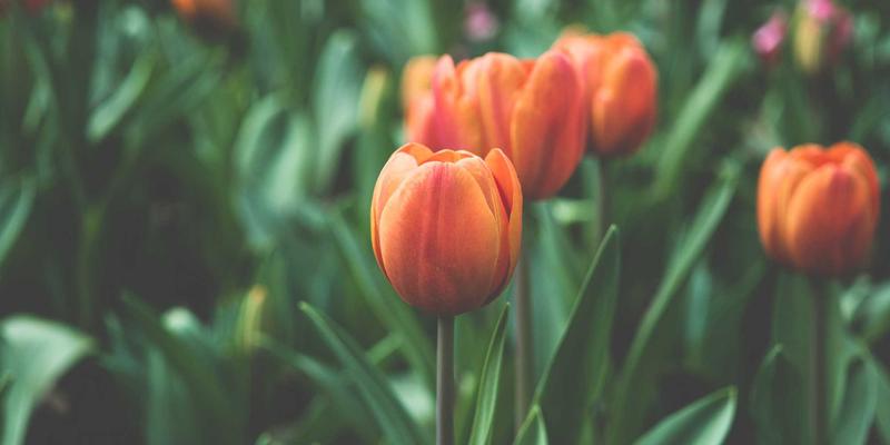 nafems-2dframe-practice